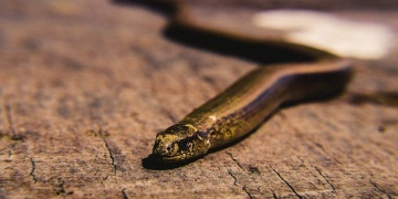 Fossils of two new snake species found in Greece