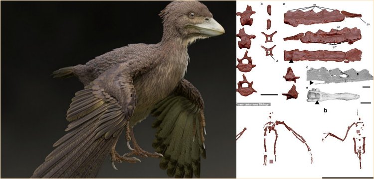 Fukuipteryx prima: 120 milyon yıl önce kuyruk sallayabilen bir kuş fosili