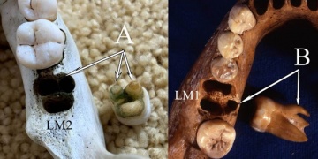 A Study who links between modern Asians and Denisovans