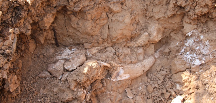 Denizlide 1 Milyon yıllık Mamut ve Gergedan Fosili Tesbit edildi