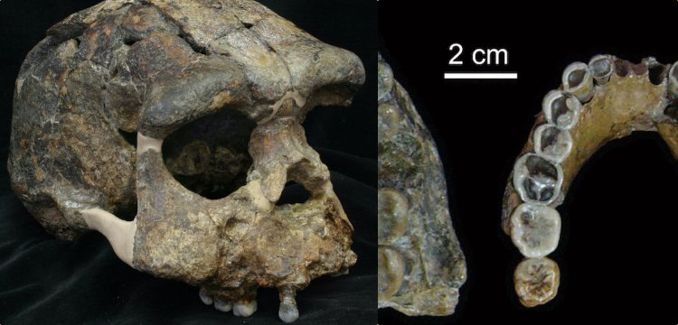 Homo Erectus fosilleri sanılan 300 yıl daha genç çıktı