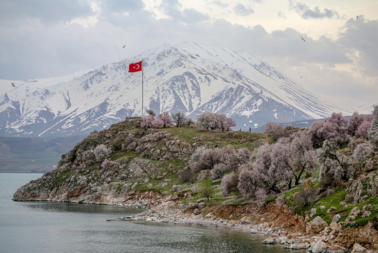 Akdamar Adasına bahar geldi, bademler çiçek açtı