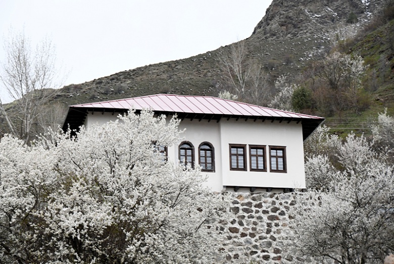 Süleymaniye yahut Eski Gümüşhane'de meyve ağaçları çiçek açtı
