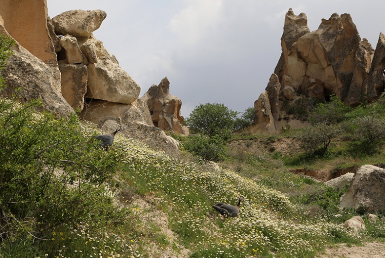 Kapadokya'da  Peribacaları ve çiçeklerden görsel şölen
