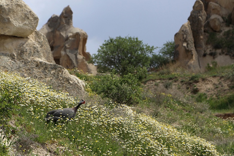 Kapadokya'da  Peribacaları ve çiçeklerden görsel şölen