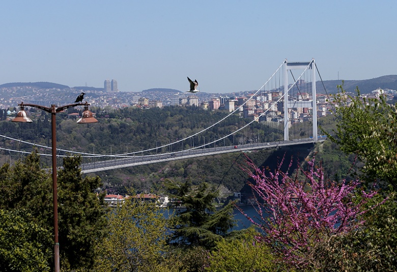 Erguvan:  İstanbul’un nazlı güzeli