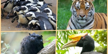 Faruk Yalçın Hayvanat Bahçesi yeniden ziyarete açılıyor