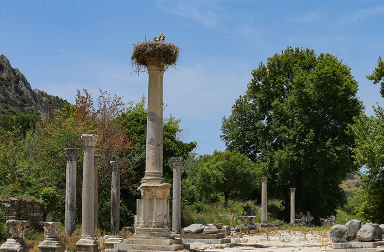 Antik Tiyatro manzaralı leylek yuvaları