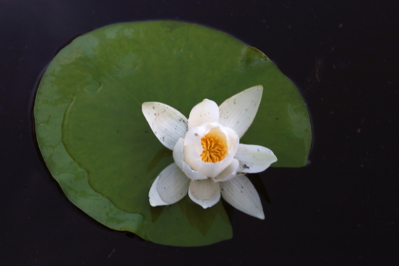 Kızılırmak Deltası'nda Lotus Şöleni