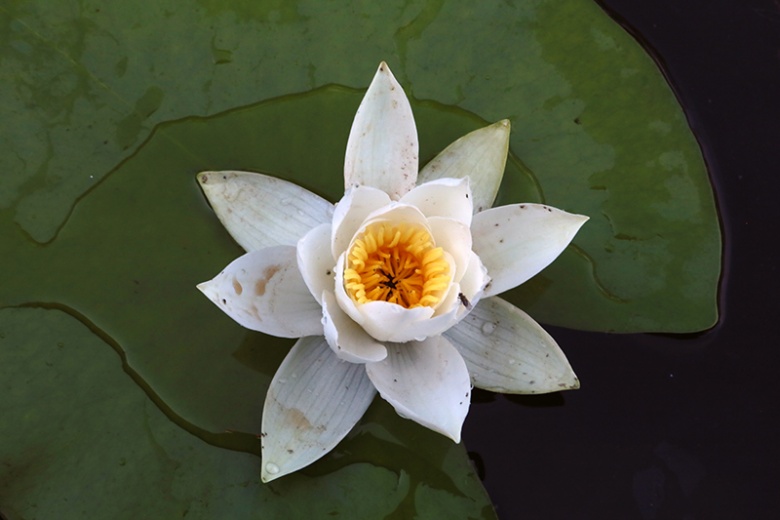 Kızılırmak Deltası'nda Lotus Şöleni