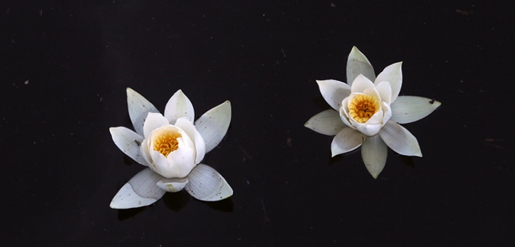 Kızılırmak Deltası'nda açan nilüfer çiçekleri görsel şölen sunuyor