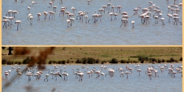 Enez lagün gölleri flamingoları ağırlıyor