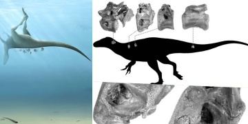 Four bones of the new species of dinosaur found: Vectaerovenator inopinatus