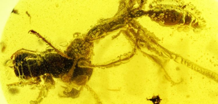 Doksandokuz milyon yıllık böcek yiyen karınca fosili keşfedildi