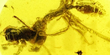 99-million-year-old fossil shows how ants hunted