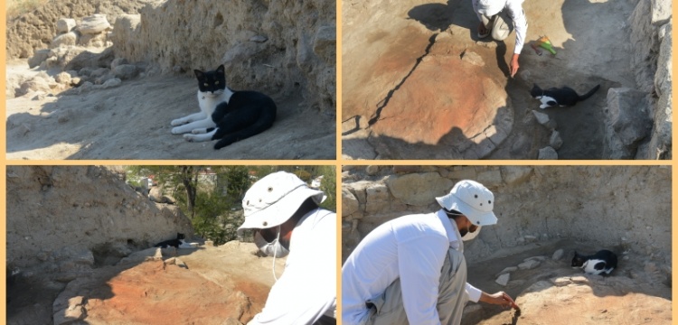 Eceabat Maydos Kilisetepe höyüğü kazı ekibine bir kedi katıldı
