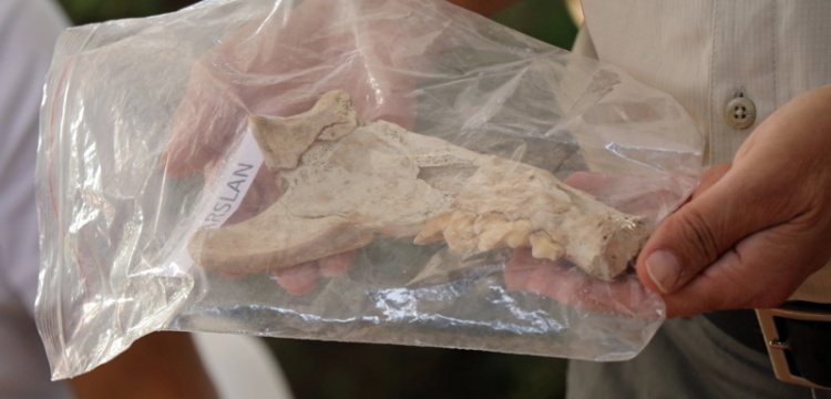 Kültepe'de 4 bin yıllık aslan çene kemiği bulundu