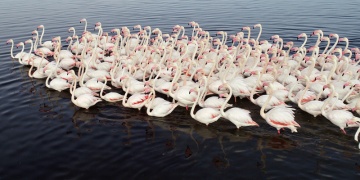 Kayseri Hürmetçi Sazlığında flamingo şöleni