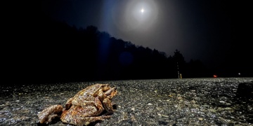 Domaniçte kurbağaların 5 bin yıllık ölümüne yolculuğu başladı