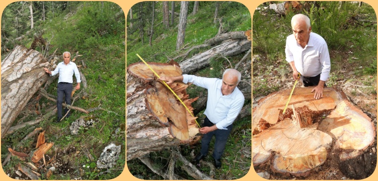 Ankara Milletvekili Nevzat Ceylan'dan anıt ağaç katliamına tepki