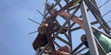 Elektrik direğine takılan kızıl şahinin imdadına arkeologlar yetişti