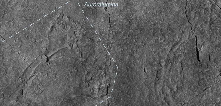 Dünyanın en eski iskeletli canlısı keşfedildi: Auroralumina attenboroughii