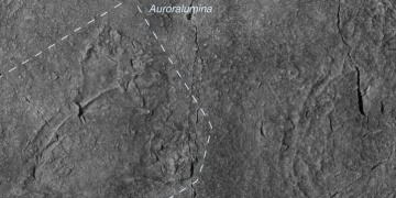 Dünyanın en eski iskeletli canlısı keşfedildi: Auroralumina attenboroughii