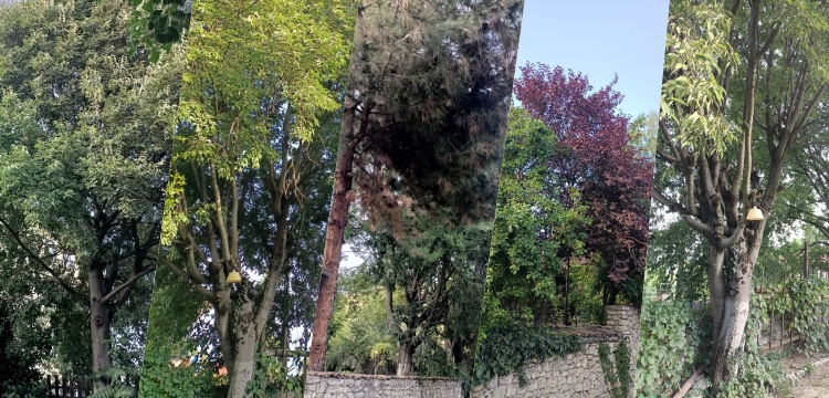 Bu ağaçları son kez görüyor olabilirsiniz, kaderleri Safranbolu Belediyesi'ne bağlı
