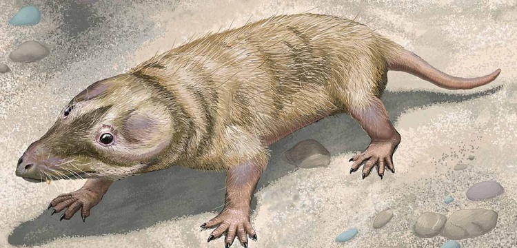 Bilinenden 20 milyon yıl daha eski memeli türü keşfedildi: Brasilodon quadrangularis