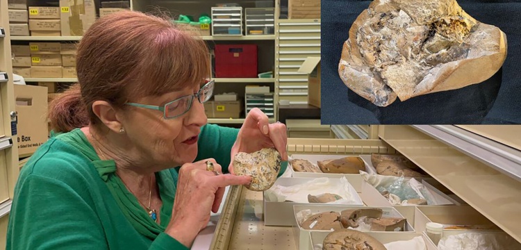 380 milyon yıl önce fosilleşmiş balık kalbi ve iç organları bulundu