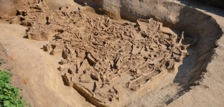 Slovakya'da 7 bin yıllık kafatasları olmayan 36 insana ait kemikler bulundu
