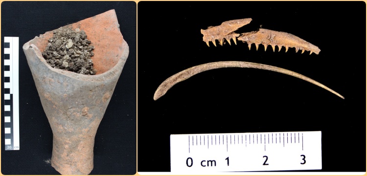 Assos antik kentinde bulunan amforadan ton balığı kılçığı çıktı