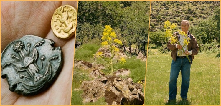 Antik Çağın şifalı bitkisi Silphion Hasan Dağı'nda bulundu mu?