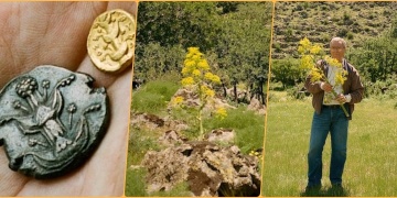 Antik Çağın şifalı bitkisi Silphion Hasan Dağında bulundu mu?