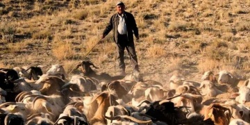 VEKAM Özel Ödülü Gordionun Çobanları belgeseline verildi