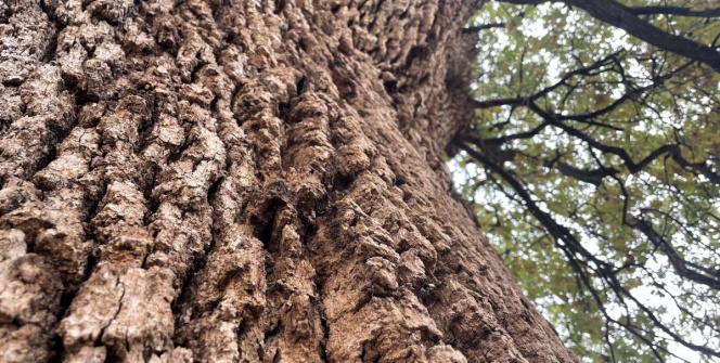 Avanostaki 530 yıllık Anıt Ağaç: 36 metre boyundaki sapsız meşe