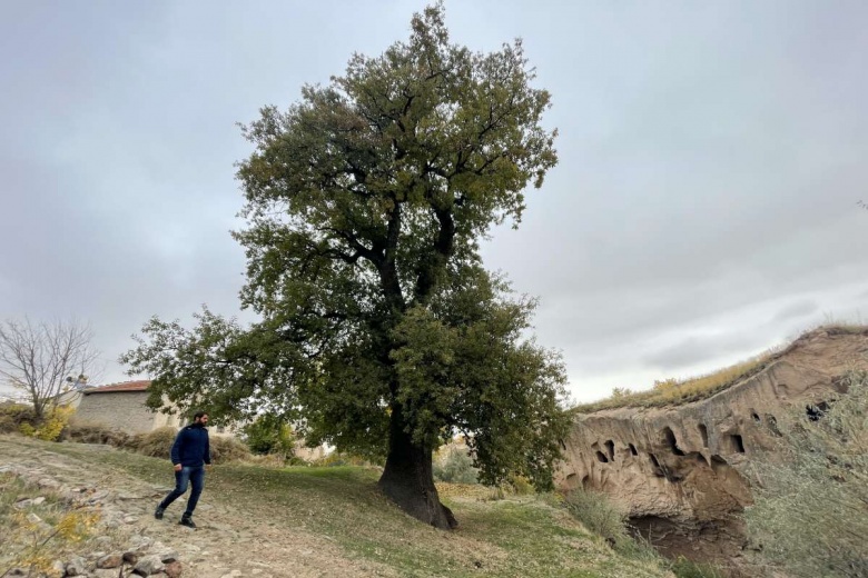 Avanos'taki 530 yıllık Anıt Ağaç: 36 metre boyundaki sapsız meşe