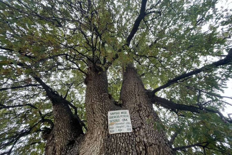 Avanos'taki 530 yıllık Anıt Ağaç: 36 metre boyundaki sapsız meşe