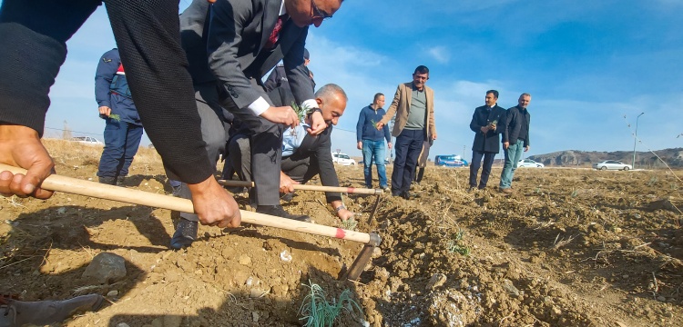 Hattuşa antik kenti lavanta kokacak