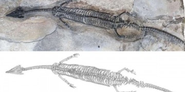 Çinde 244 milyon yıllık yeni bir sürüngen türüne ait fosil bulundu