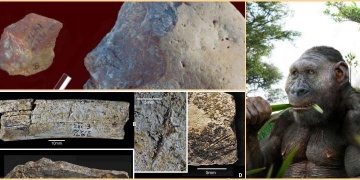 Kenyada 2.9 milyon yıllık taş aletler, çentikli kemikler ve insanımsı tür dişleri bulundu