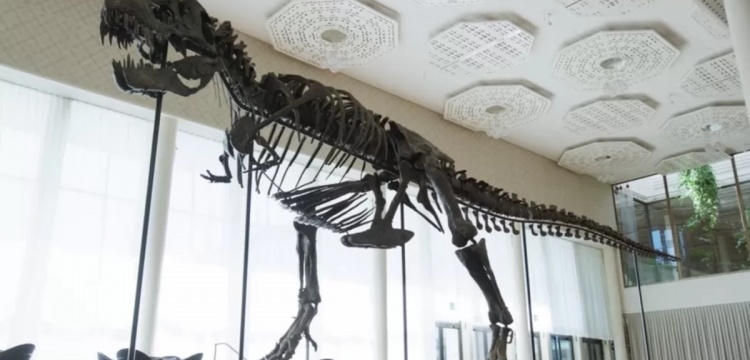 T-Rex fosili açık artırma ile satıldı