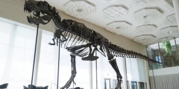 T-Rex fosili açık artırma ile satıldı