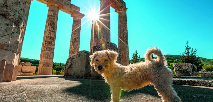 Yunanistan’da arkeolojik alanlara hayvanların girmesine izin çıktı