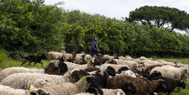 Pompeii Antik Kentinin bir çiftliği var, çiftliğinde koyunları var...