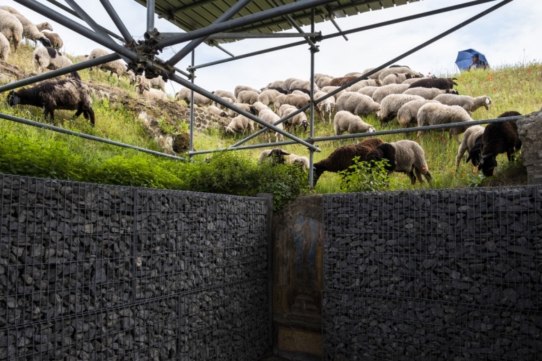 Pompeii Antik Kenti'nin bir çiftliği var, çiftliğinde koyunları var...