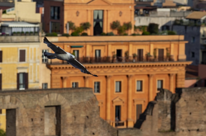 Roma'daki Kolezyum'da turistler için yeni asansör girişi açıldı