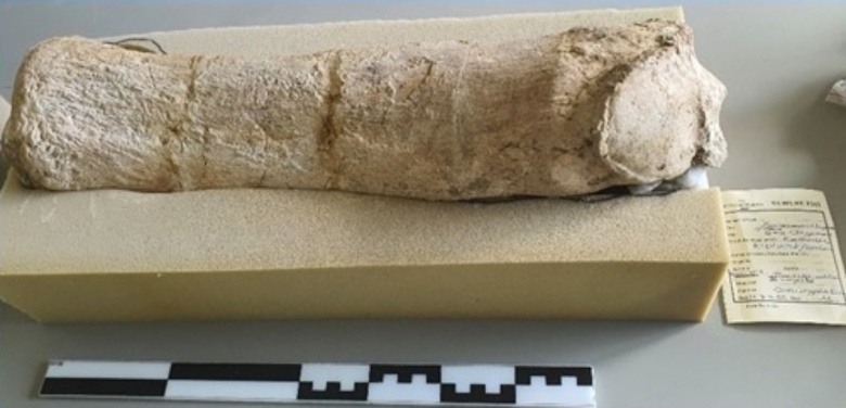 Çankırı'da 28 milyon yıllık dev gergedan fosiline ait yeni kemikler bulundu