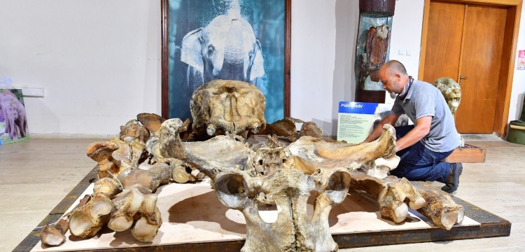 Türkiye'nin sevgilisi fil Pak Bahadır'ın kemikleri mezarından çıkarılıp müzeye taşındı