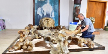 Türkiyenin sevgilisi fil Pak Bahadırın kemikleri mezarından çıkarılıp müzeye taşındı